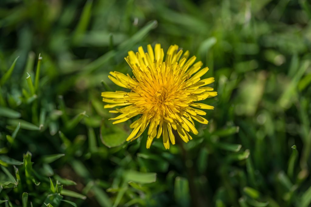 Closeup of yellow dandelion in lawn. Weeds weeding control fertilizer lawn care season concept